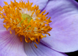Anenome